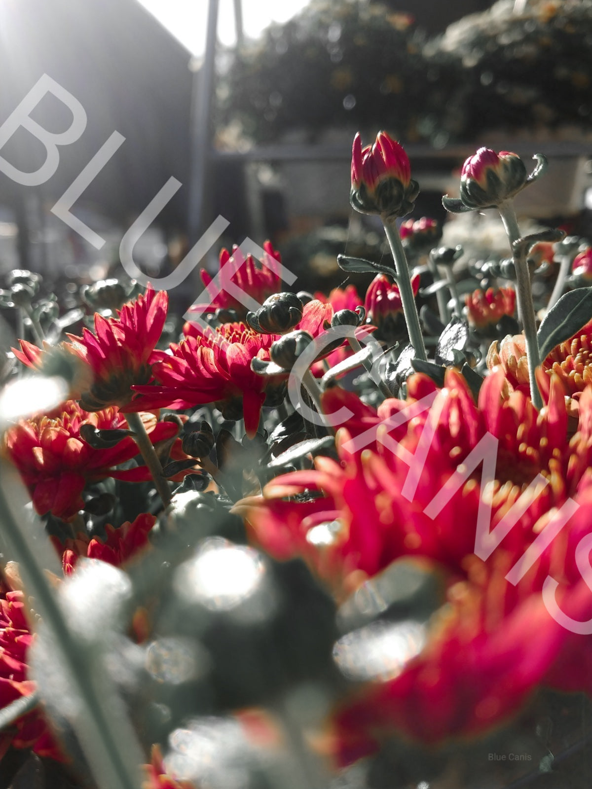 Red Mums 8"x10" Photo