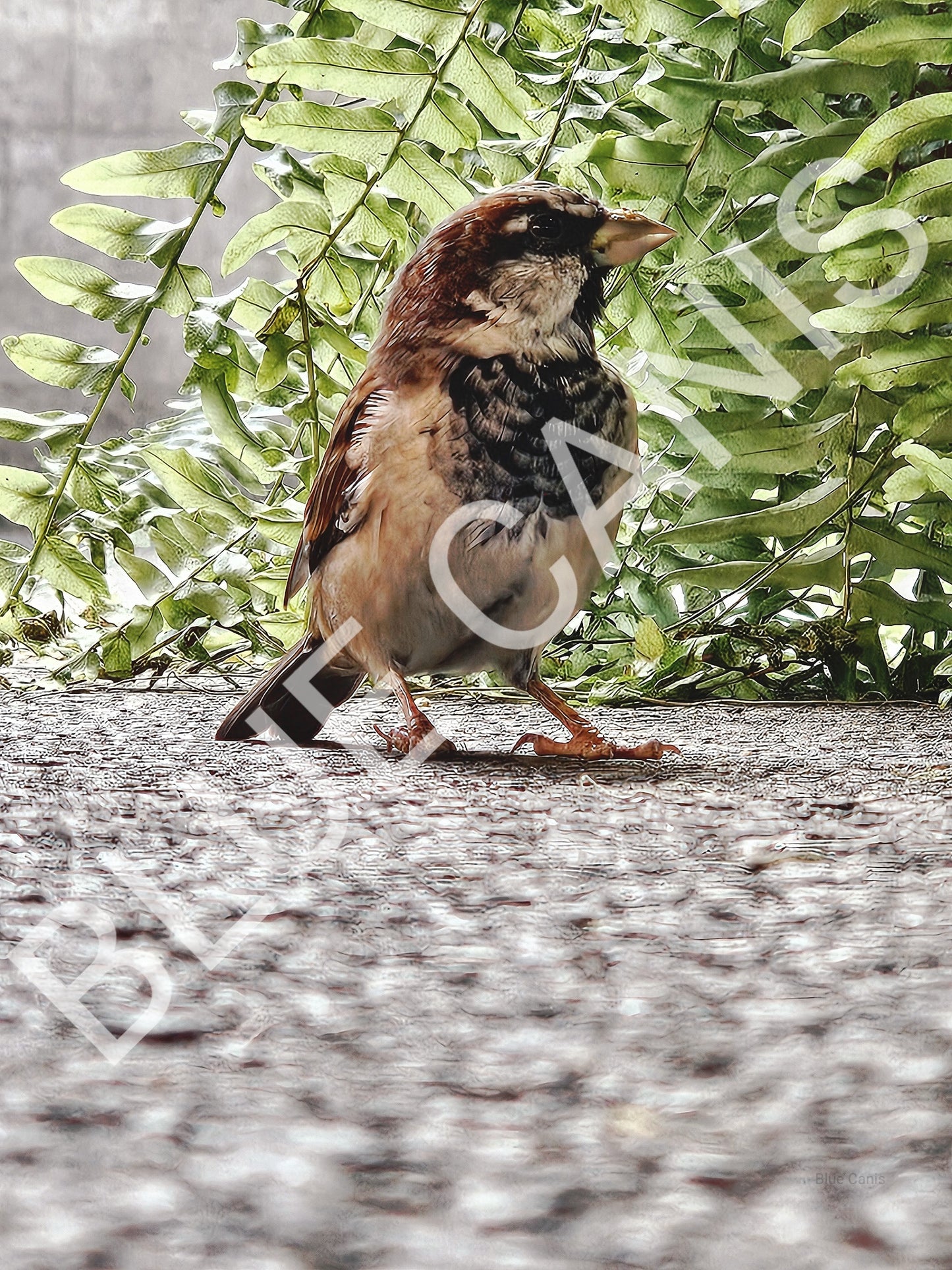 Bird In The Fern 8"x10" Photo